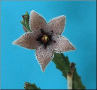 Stapelia erectiflora 